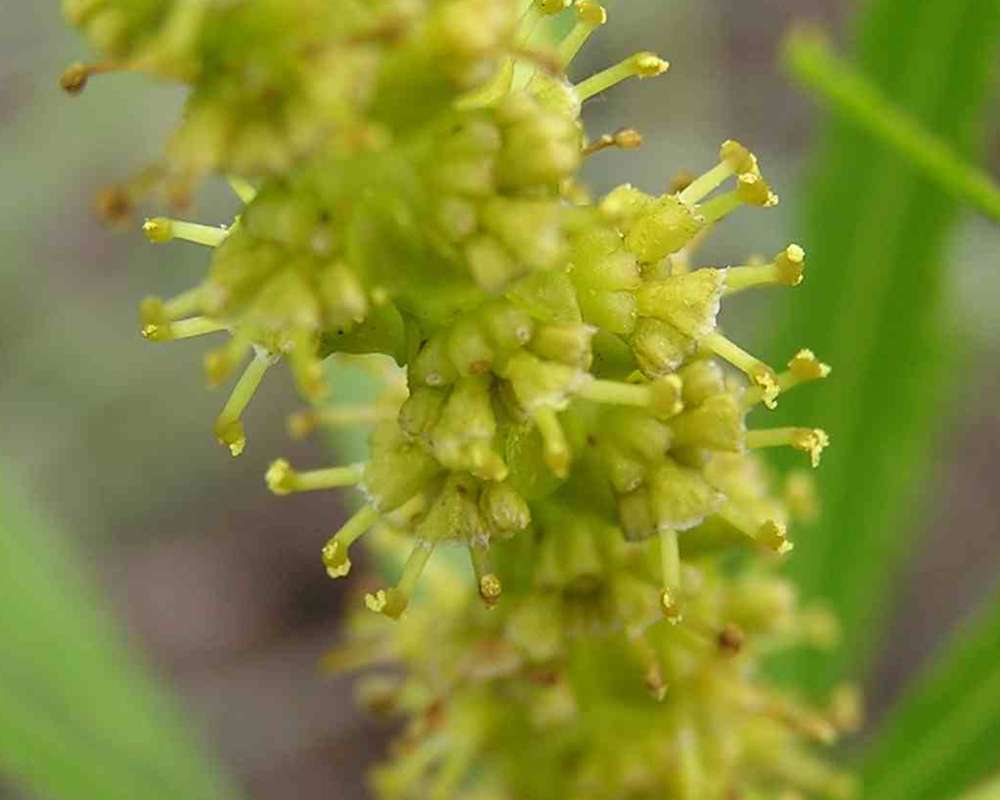 Flowers - Close View<br>(Location of Picture: Stella Rowan, Texas, USA, 2007)