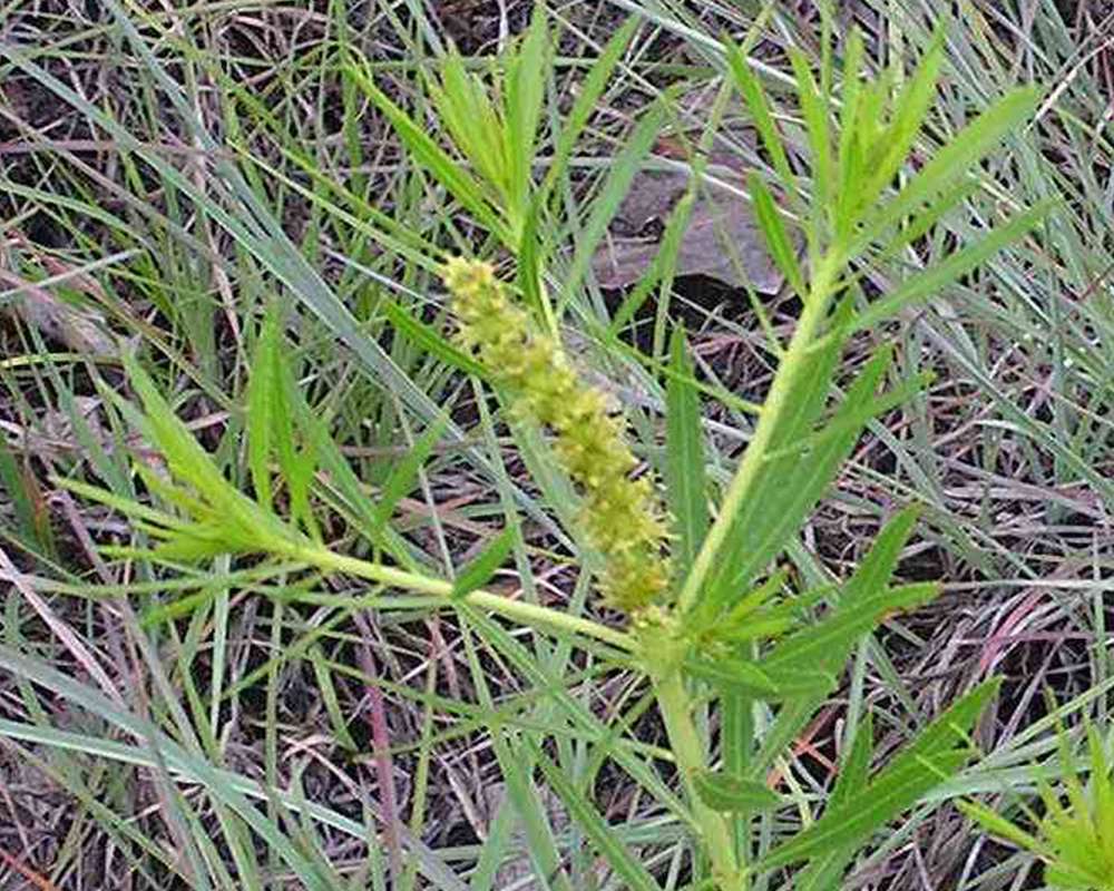 Top Of Plant in  Bloom<br>(Location of Picture: Stella Rowan, Texas, USA, 2007)