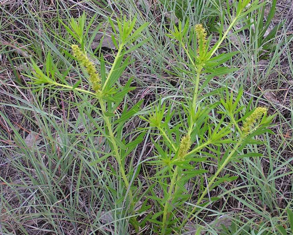 Habitat View<br>(Location of Picture: Stella Rowan, Texas, USA, 2007)