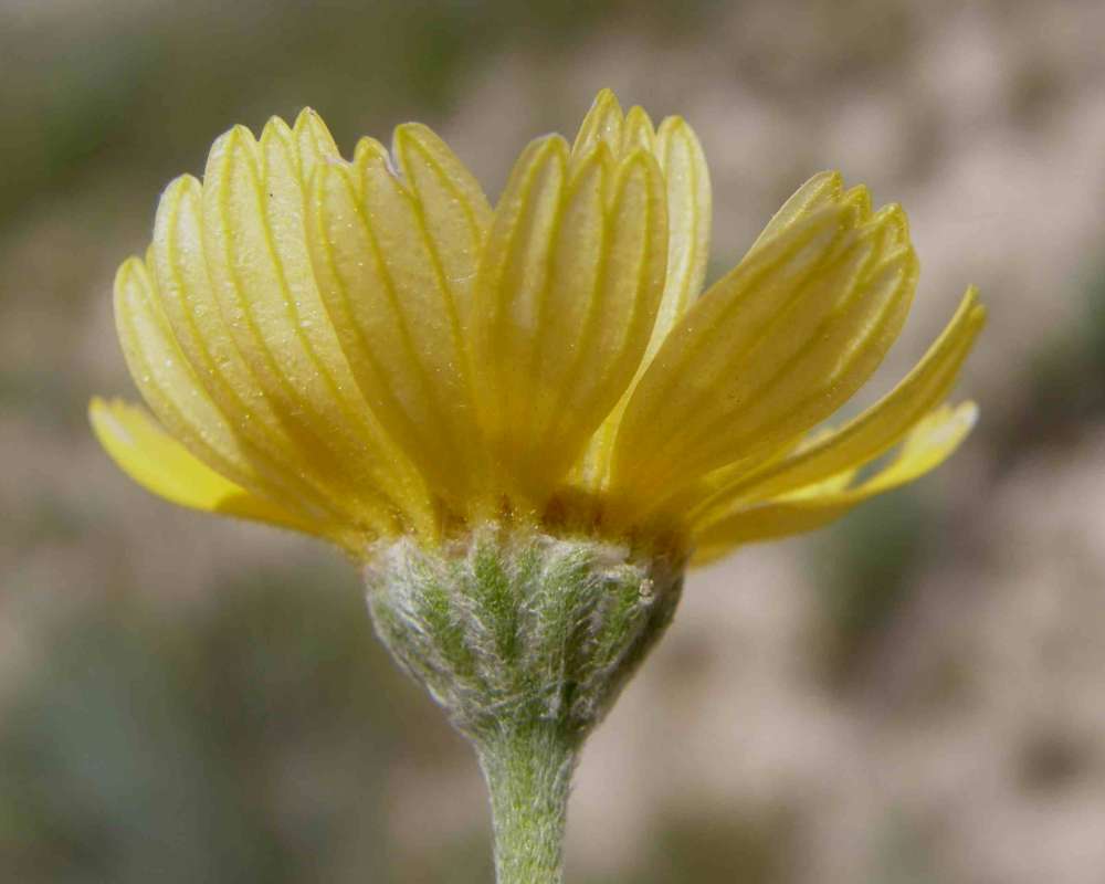 Flower - Rear View<br>(Location of Picture: Lake Worth, Texas, Ua, 2007)