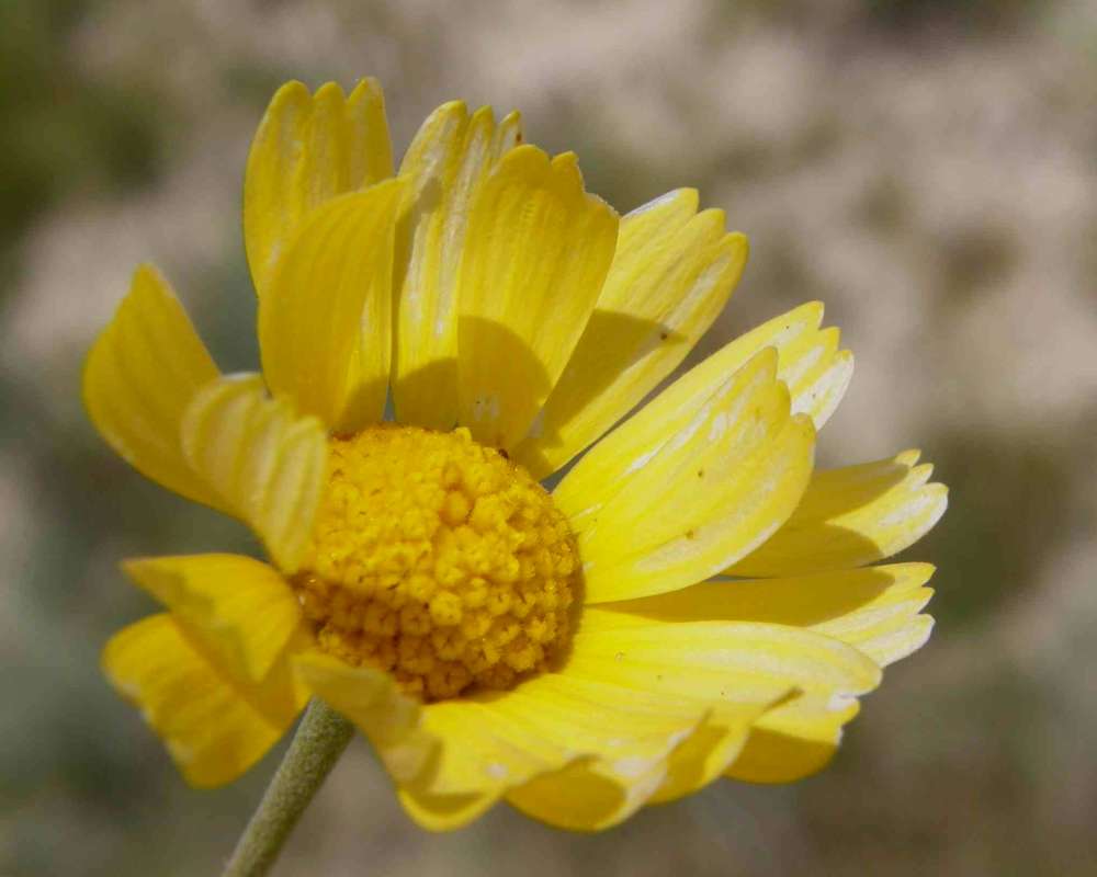 Angle View Of Flower<br>(Location of Picture: Lake Worth, Texas, Ua, 2007)