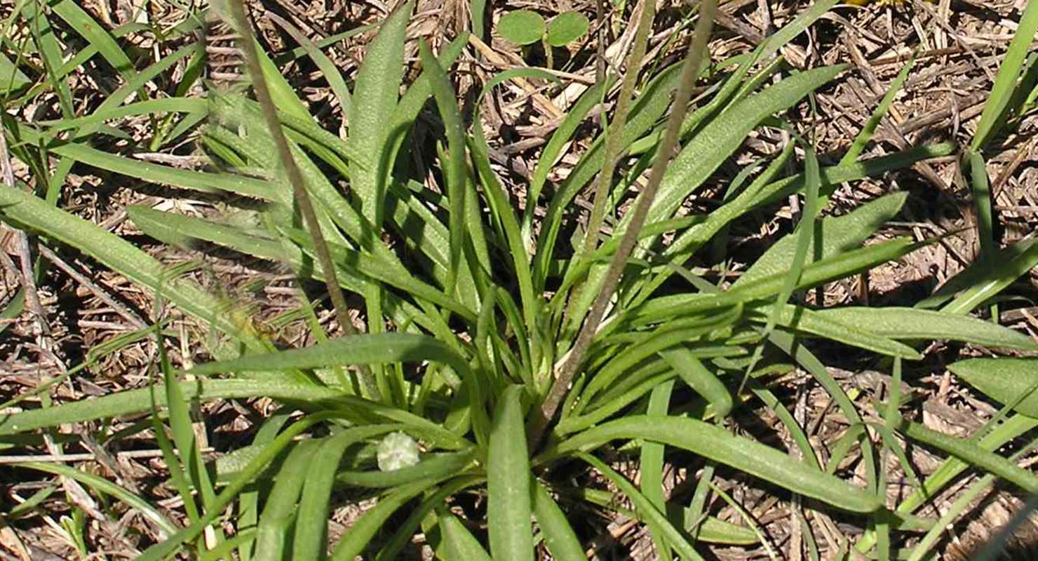 Basal Rosette<br>(Location of Picture: East Texas, 2007)