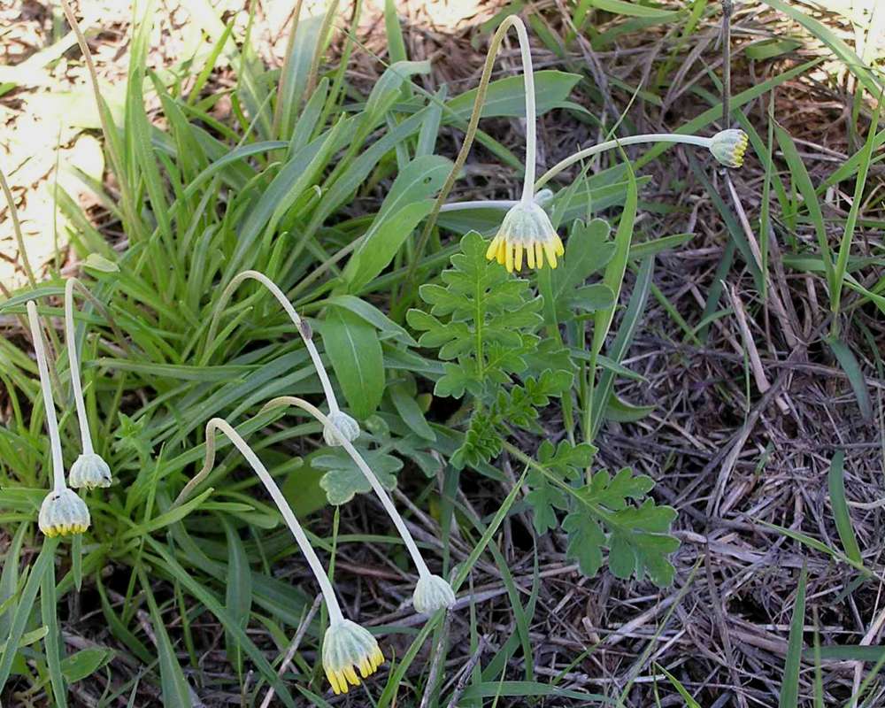 Habitat View<br>(Location of Picture: East Texas, 2007)