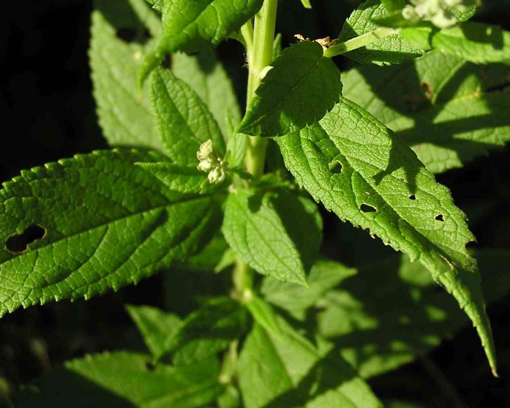 Leaves<br>(Location of Picture: Walnut Grove, Texas, USA, 2007)