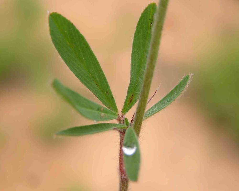 Stem and Leaf<br>(Location of Picture: Lbj Grasslands, Texas, USA, 2007)