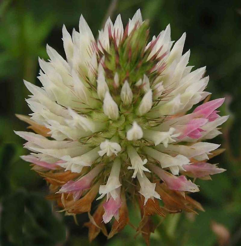 Flower Head - Close View<br>(Location of Picture: Big Thicket, Se Texas, USA, 2007)