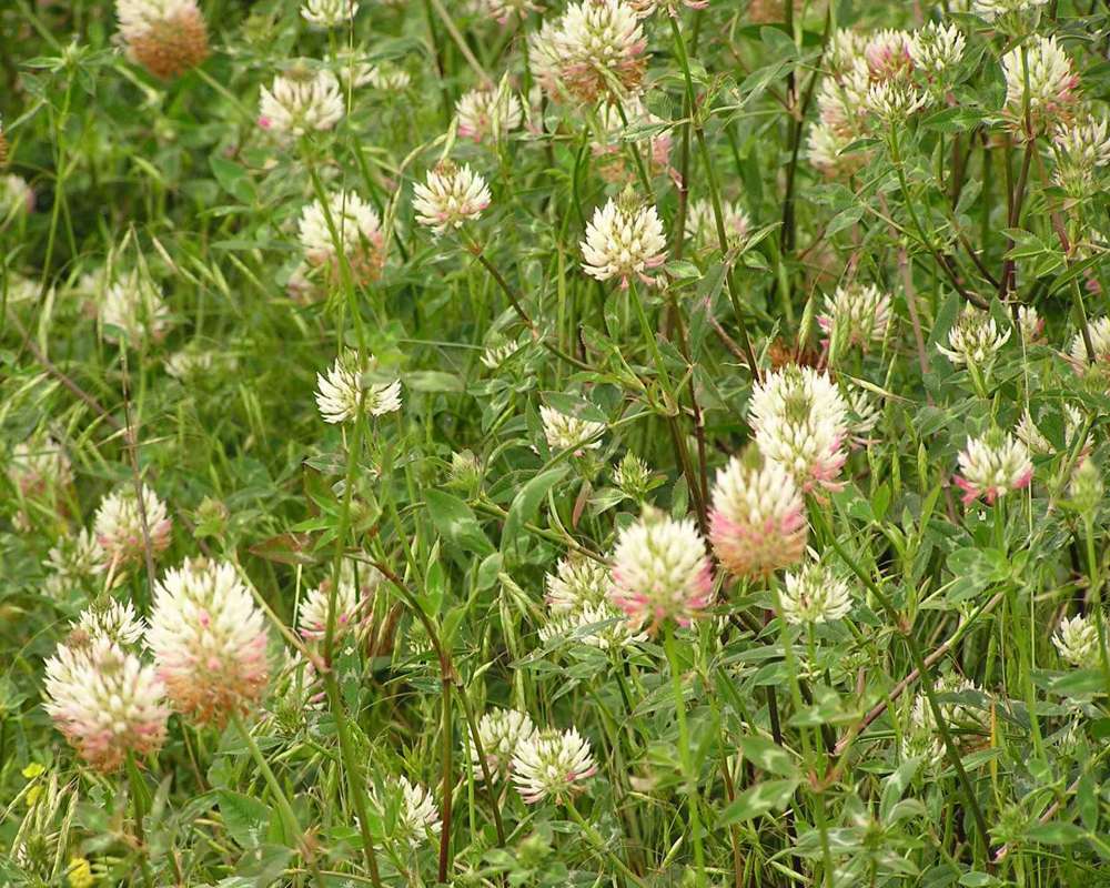 Top Of Plants in  Bloom<br>(Location of Picture: Big Thicket, Se Texas, USA, 2007)