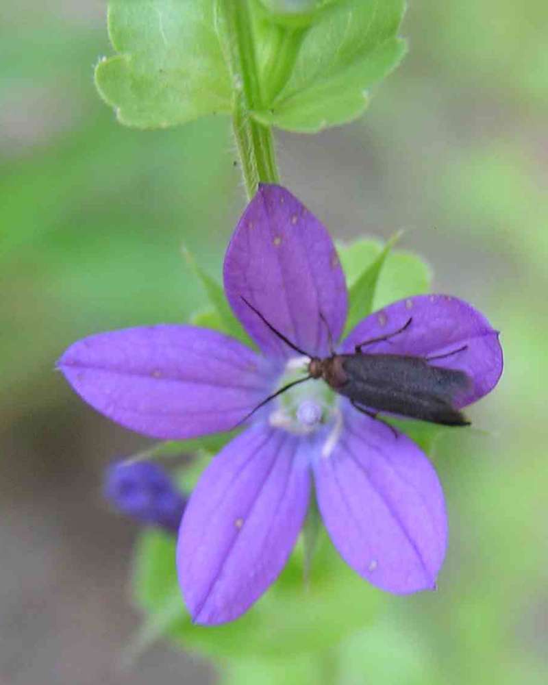 Flower - Front View With Beetle<br>(Location of Picture: Sonnias, Tyler, Texas, USA, 2007)