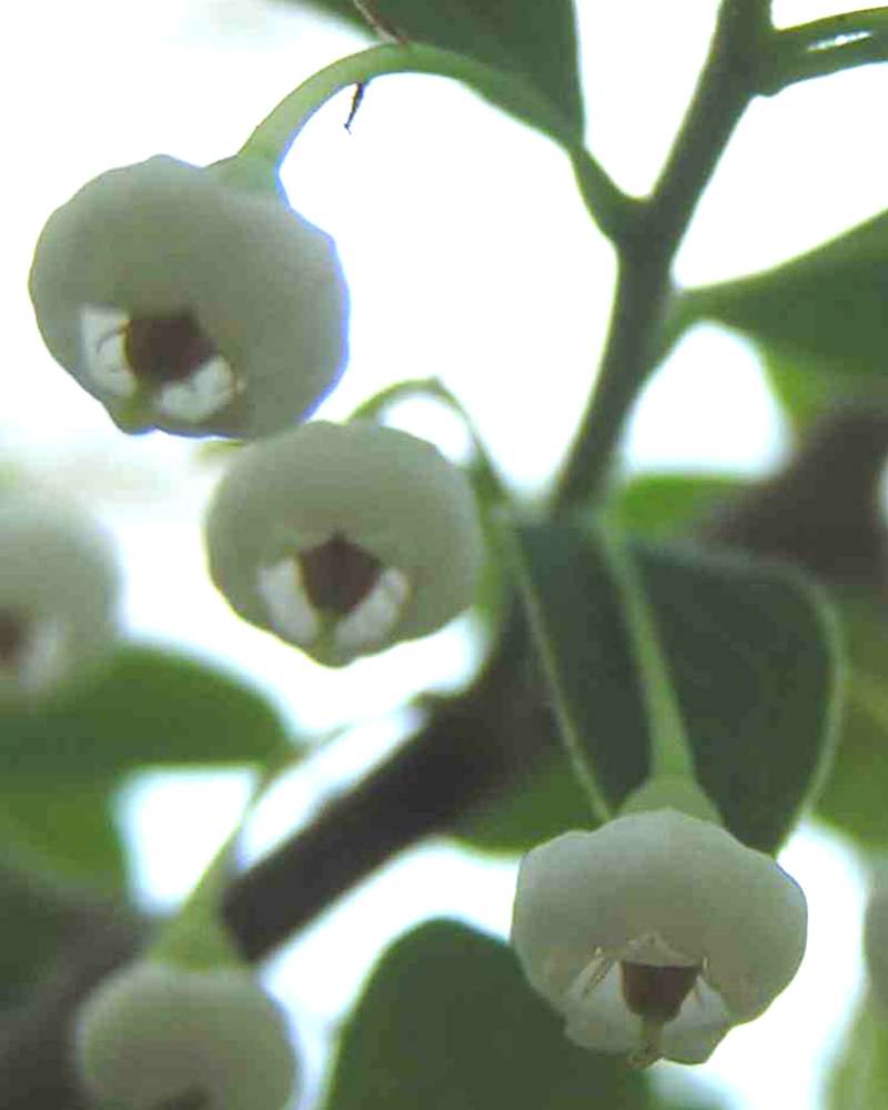 Flowers - Close View<br>(Location of Picture: Sonnias, Tyler, Texas, USA, 2007)