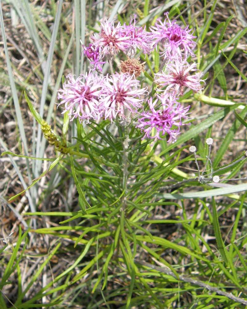 Silhouette<br>(Location of Picture: Wildcat Canyon, Nr Ft Worth, 2007)