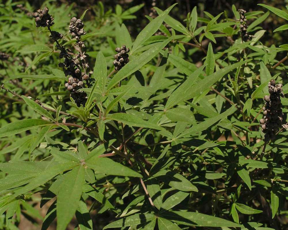 Leaves<br>(Location of Picture: Commerical, Washington, USA, 2010)<br>(Location of Picture: Walnut Grove, Texas, USA, 2007)