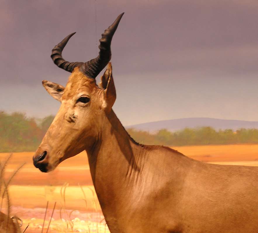 Mounted Specimen - Head View<br>(Location of Picture: Cabella, Texas, 2007)