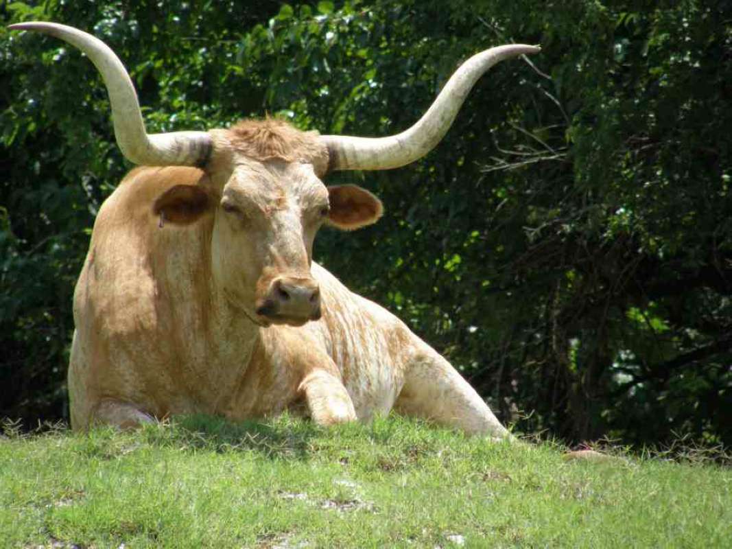 On Ranch<br>(Location of Picture: Stella Rowan, Texas, 2007)
