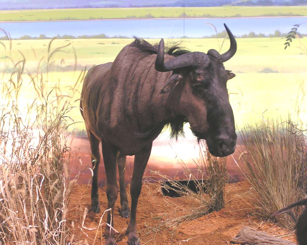Front View in  Bio Scape - Mounted<br>(Location of Picture: Cabella, Texas, USA, 2007)
