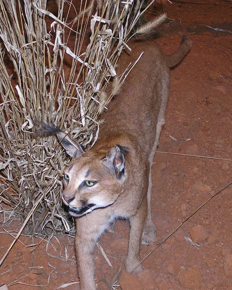 Mounted - Front View Angle - in  Bio Scape<br>(Location of Picture: Caabellas, Texas, USA, 2007)