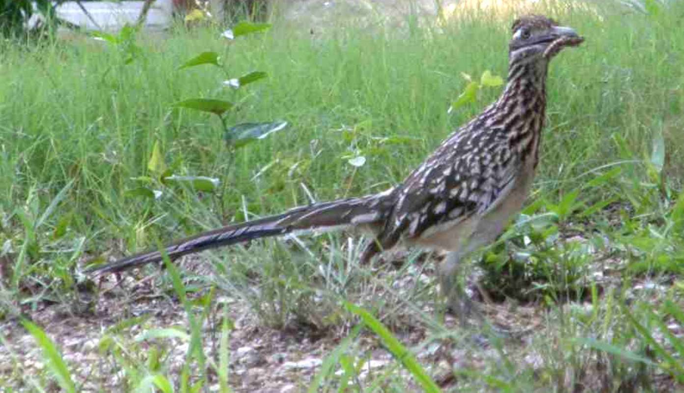 Habitat On Lawn<br>(Location of Picture: Stella Rowan, Texas, USA, 2007)