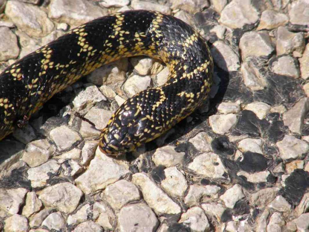 Dark Phase in  Habitat<br>(Location of Picture: Stella Rowan, Texas, USA, 2007)