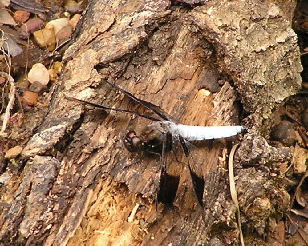 Male in  Habitat<br>(Location of Picture: Stella Rowan, Texas, USA, 2007)