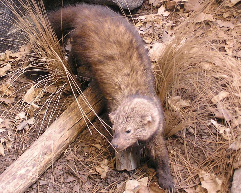 Mounted in  Bio Scape - Dorsal View<br>(Location of Picture: Caballas, Texas, USA, 2007)