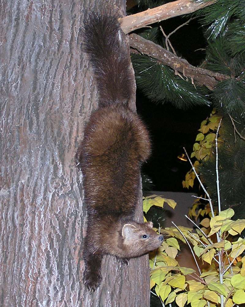Mounted in  Bio Scape - Angle View<br>(Location of Picture: Caballas, Texas, USA, 2007)