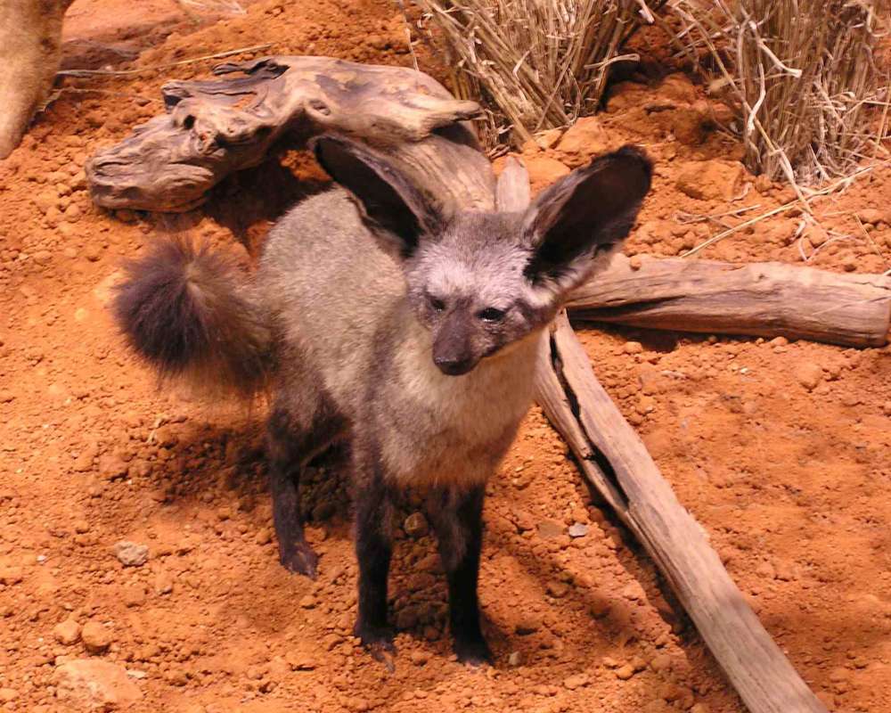 Mounted in  Bioscape - Front View<br>(Location of Picture: Caballas, Texas, USA, 2007)
