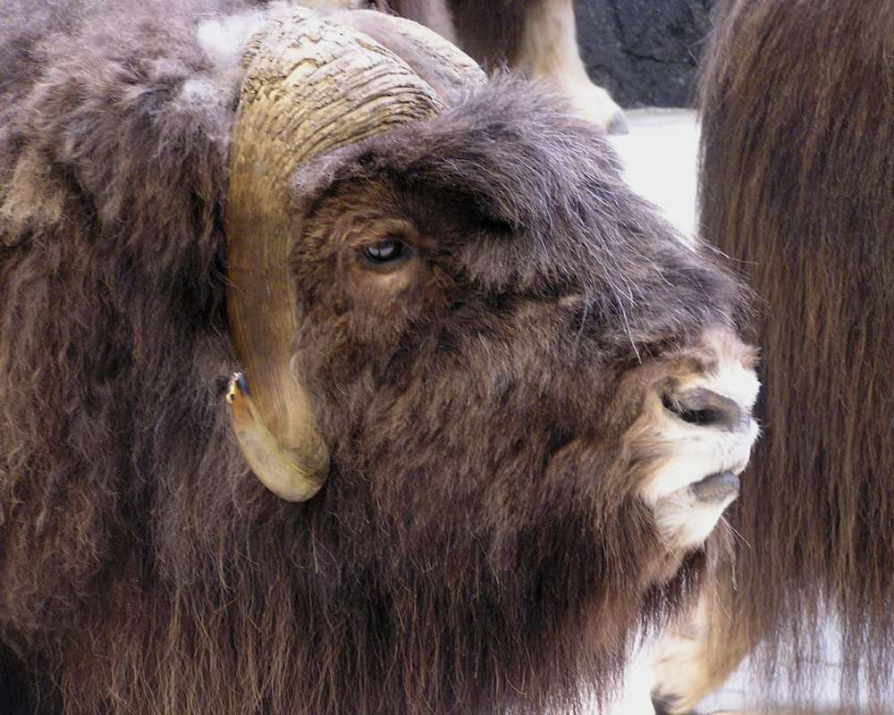 Close View Of Head - Mounted<br>(Location of Picture: Caballas, Texas, USA, 2007)