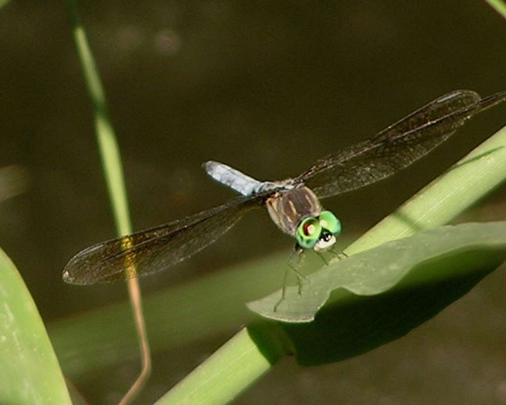 Front View in  Habitat<br>(Location of Picture: Stella Rowan, Texas, USA, 2007)