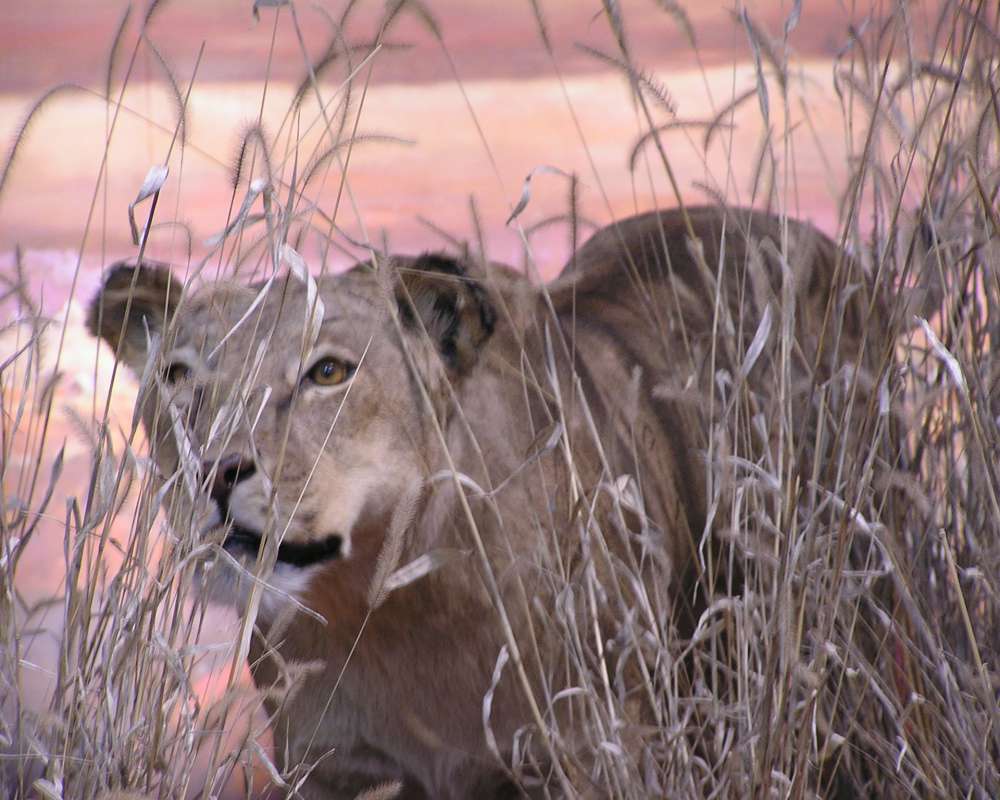 Mounted - Female in  Bio Scape<br>(Location of Picture: Caballas, Texas, USA, 2007)