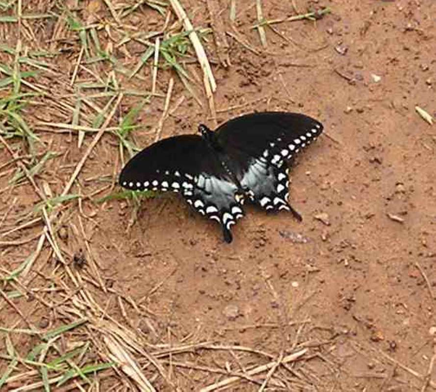 Male - On Ground<br>(Location of Picture: Stella Rowan, Texas, USA, 2007)