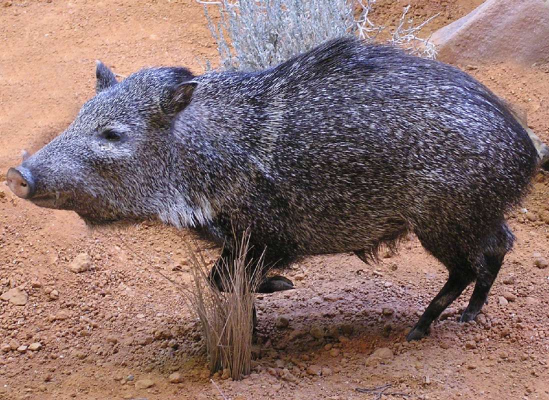 Mounted - Side View in  Bio Scape<br>(Location of Picture: Caballas, Texas, USA, 2007)