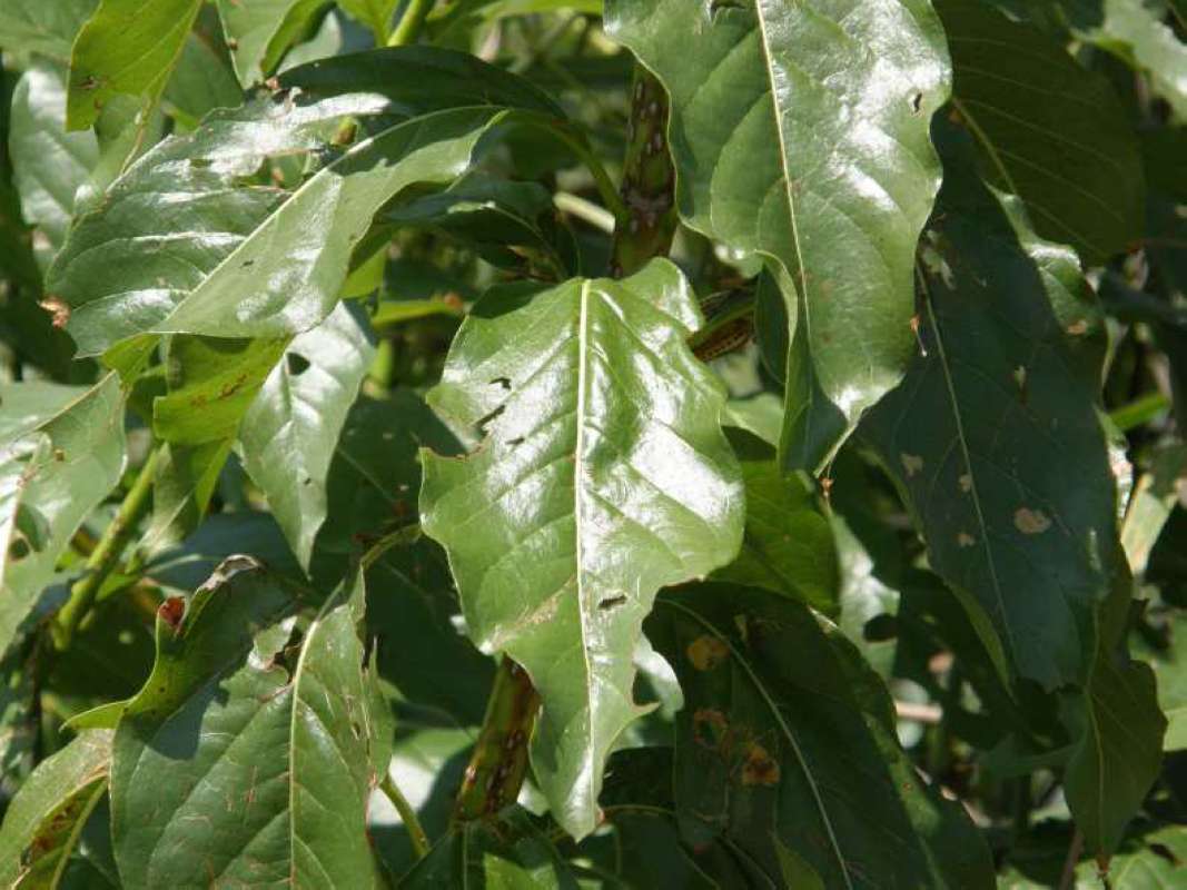 Leaves<br>(Location of Picture: Possum King, Texas, USA, 2008)