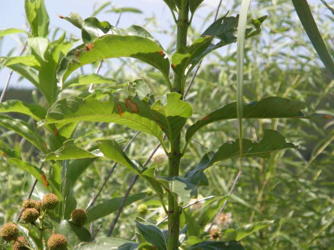 Stem<br>(Location of Picture: Possum King, Texas, USA, 2008)