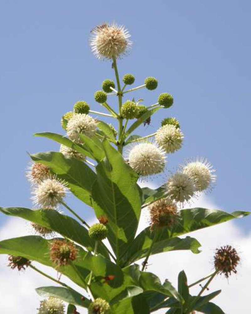 Top Of Plant in  Bloom<br>(Location of Picture: Possum King, Texas, USA, 2008)