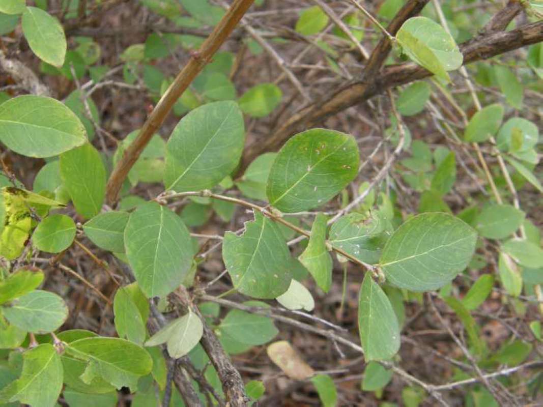 Twig and Leaves<br>(Location of Picture: Sw Arlington, Texas, USA, 2008)