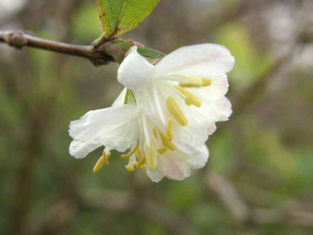 Flowers - Sdie View<br>(Location of Picture: Sw Arlington, Texas, USA, 2008)