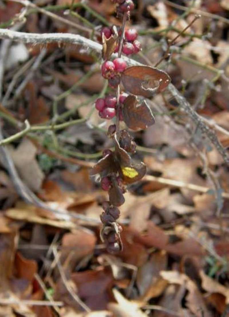 Fruits<br>(Location of Picture: Sw Arlington, Texas, USA, 2008)