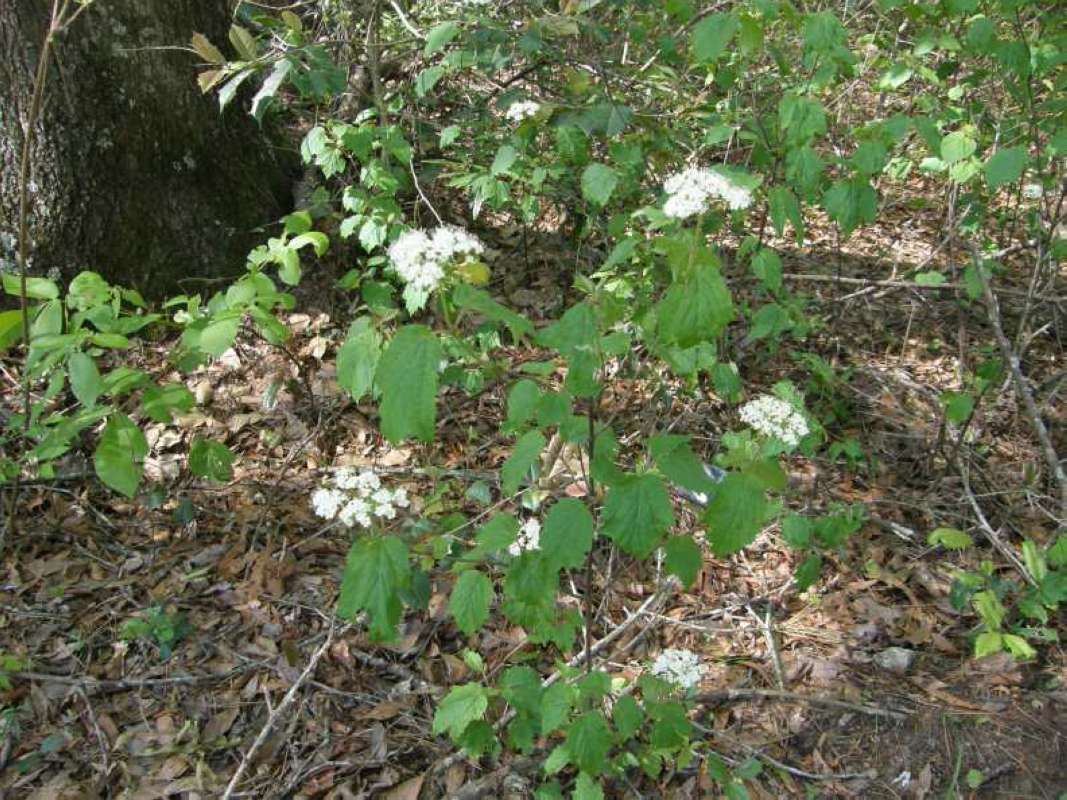 Habitat View<br>(Location of Picture: Sabine, Texas, USA, 2008)