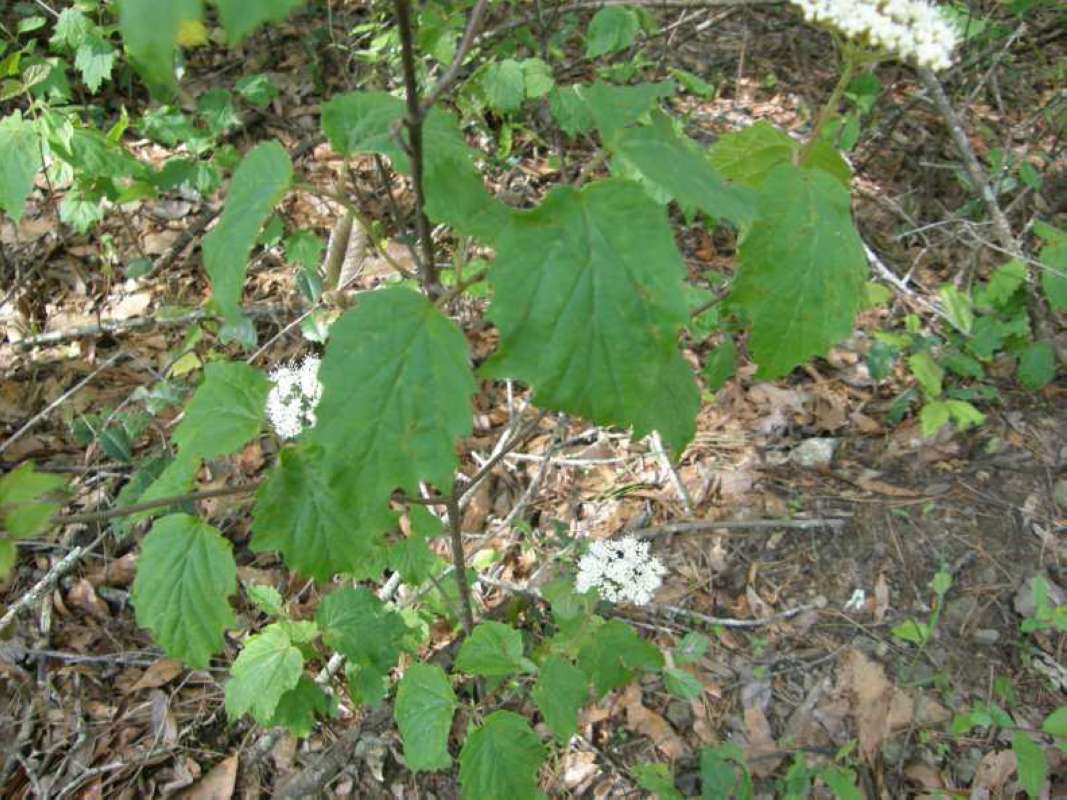 Leaves<br>(Location of Picture: Sabine, Texas, USA, 2008)