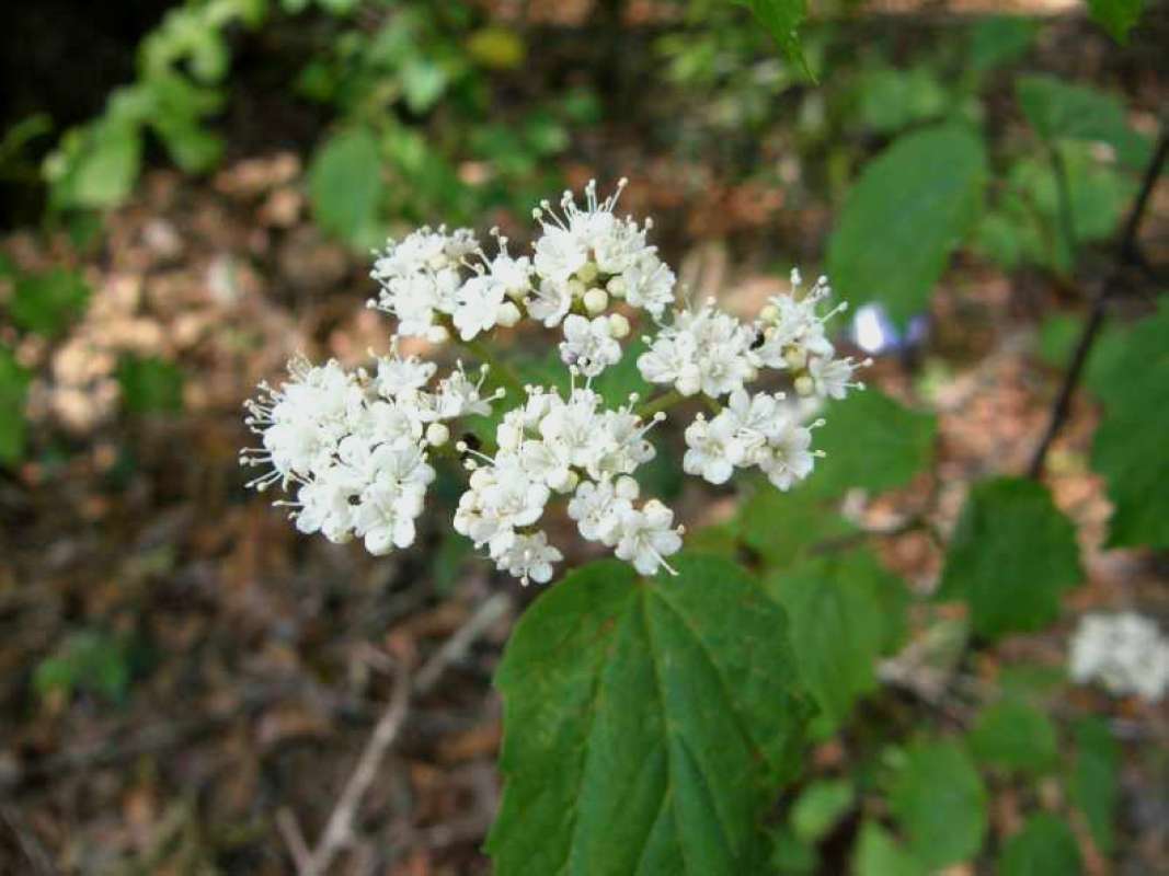 Flower Head<br>(Location of Picture: Sabine, Texas, USA, 2008)