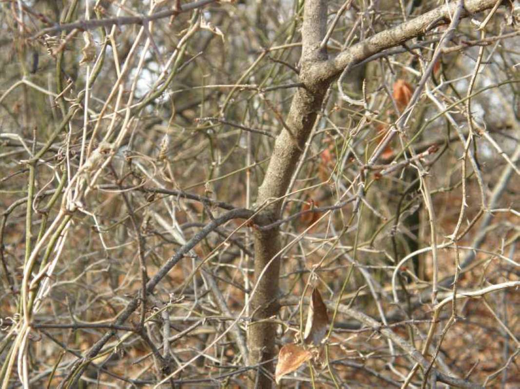 Winter Tree<br>(Location of Picture: Sw Arlington, Texas, USA, 2008)