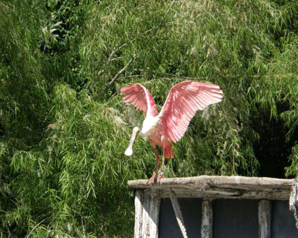 Wings Open<br>(Location of Picture: Fort Worth Zoo, USA, 2009)