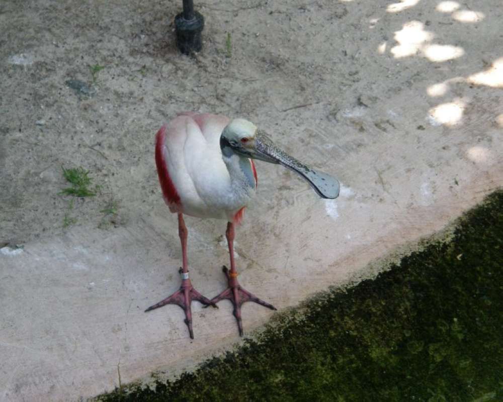 Close View Of Head and Bill<br>(Location of Picture: Fort Worth Zoo, USA, 2009)