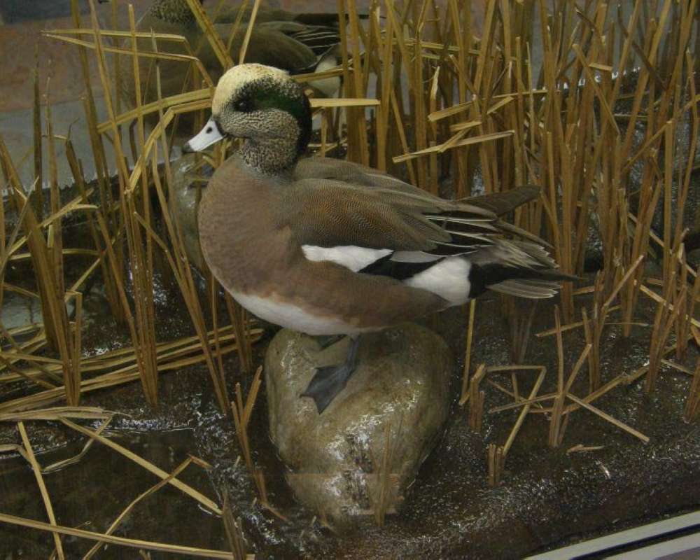 Mounted With Background<br>(Location of Picture: Cabelas, Texas, USA, 2009)