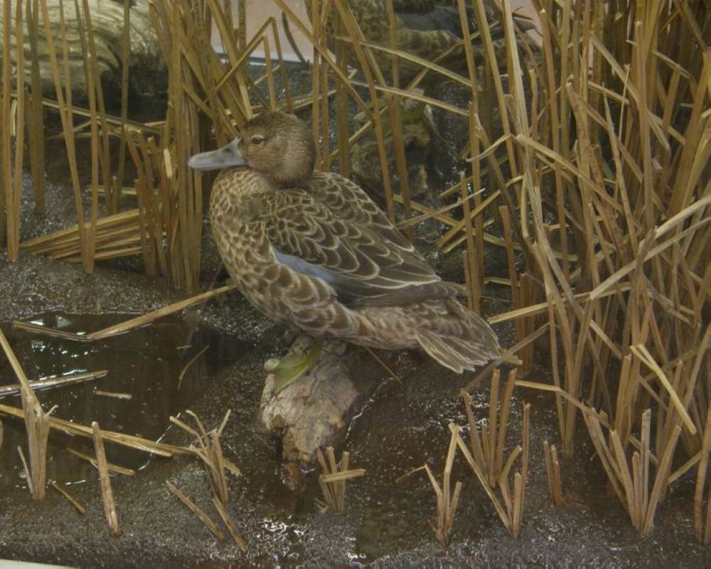 Female - Mounted With Background<br>(Location of Picture: Cabelas, Texas, USA, 2009)