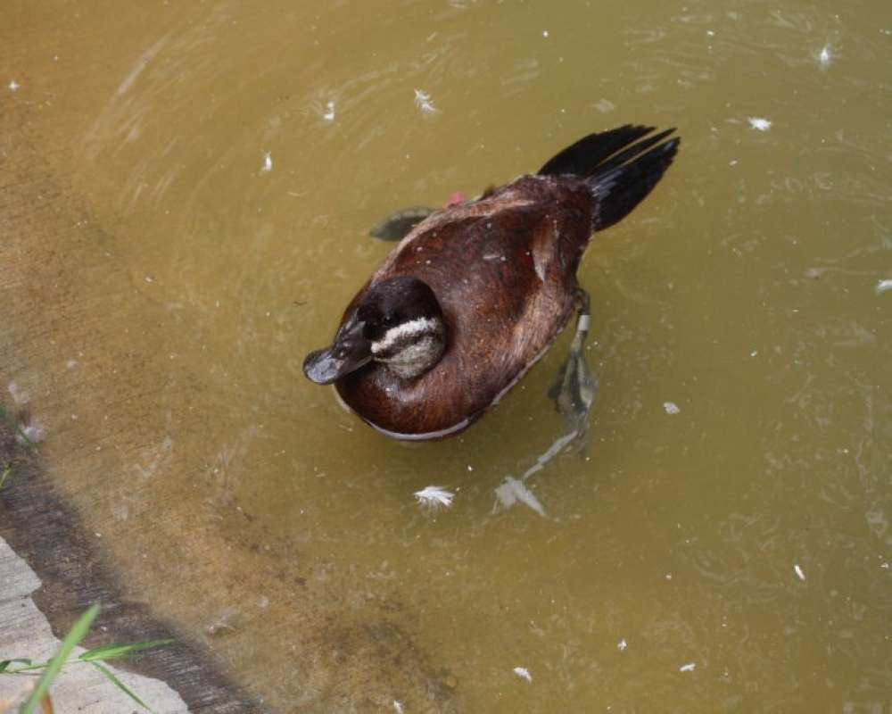 Zoo Image<br>(Location of Picture: Fort Worth Zoo, Texas, USA, 2009)