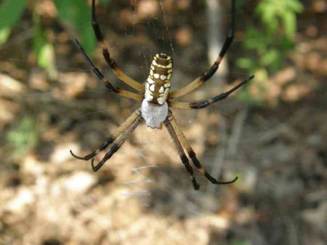 Dorsal View in  Habitat<br>(Location of Picture: Fort Worth, Texas, USA, 2009)