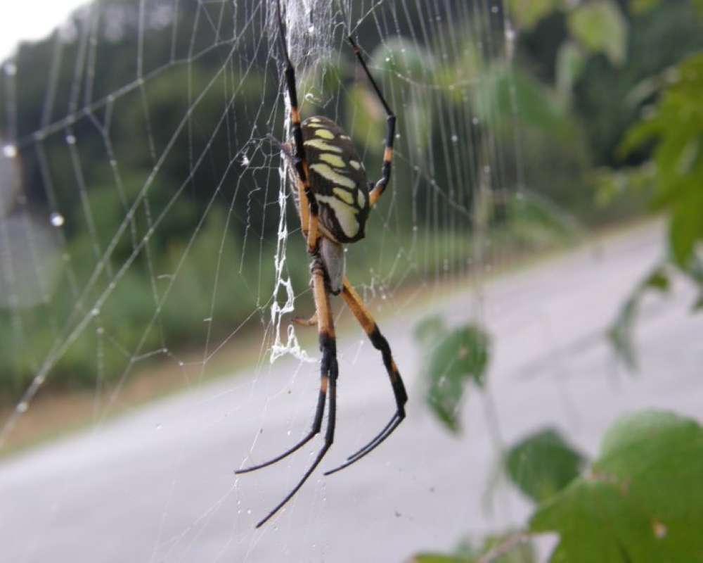 Side View in  Habitat<br>(Location of Picture: Fort Worth, Texas, USA, 2009)