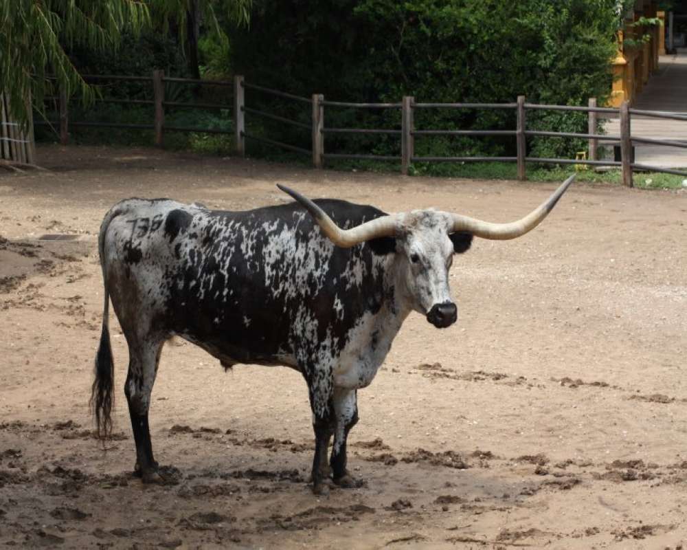 In Pen<br>(Location of Picture: Fort Worth, Texa,s 2009)