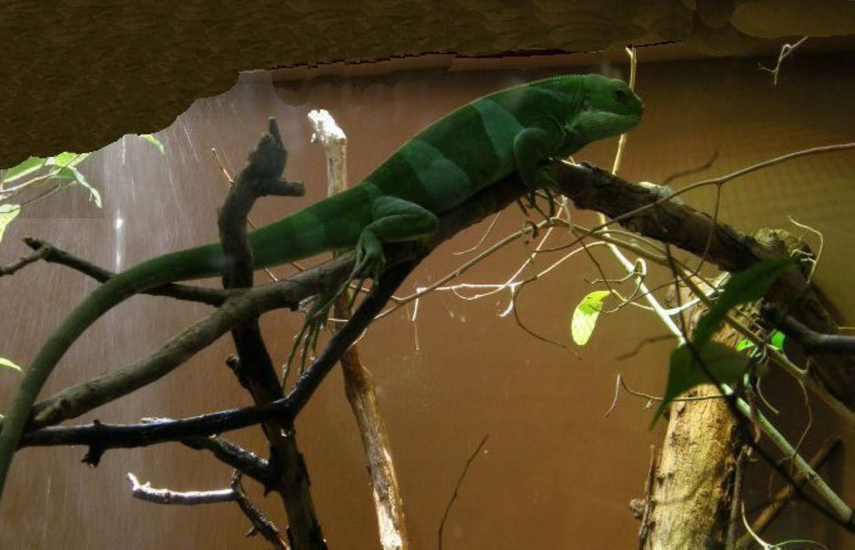Side View<br>(Location of Picture: Fort Worth Zoo, Texas, USA, 2009)