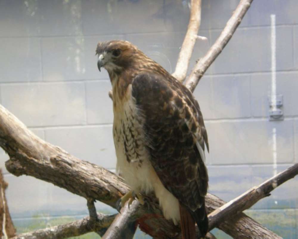 Zoo View<br>(Location of Picture: Fort Worth Zoo, Texas, USA, 2009)